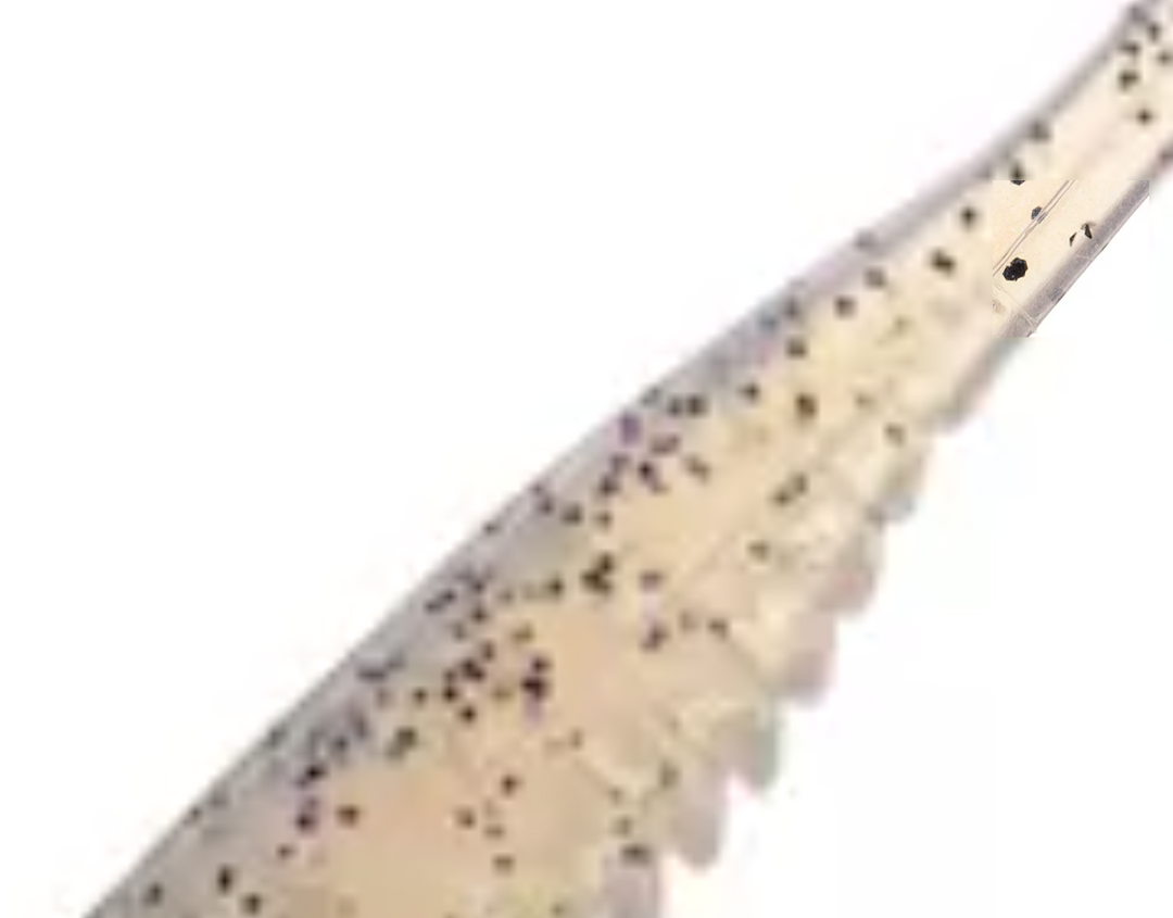 Bobby Garland® 2.25" Slab Hunt'R